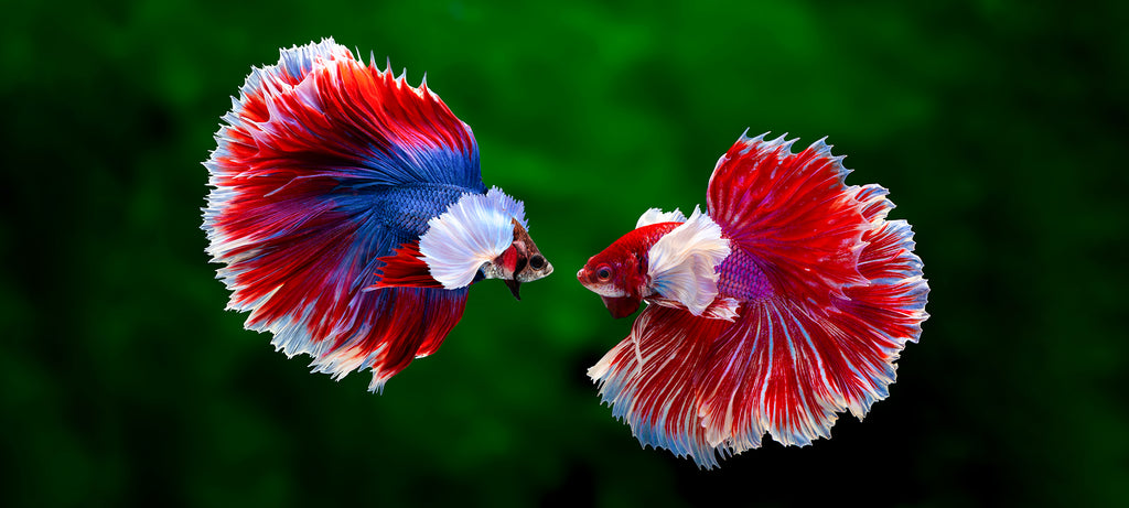 Agresija sijamskog borca (Betta splendes) prema ženki