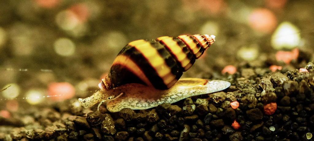 Clea Helena (Puž ubica)