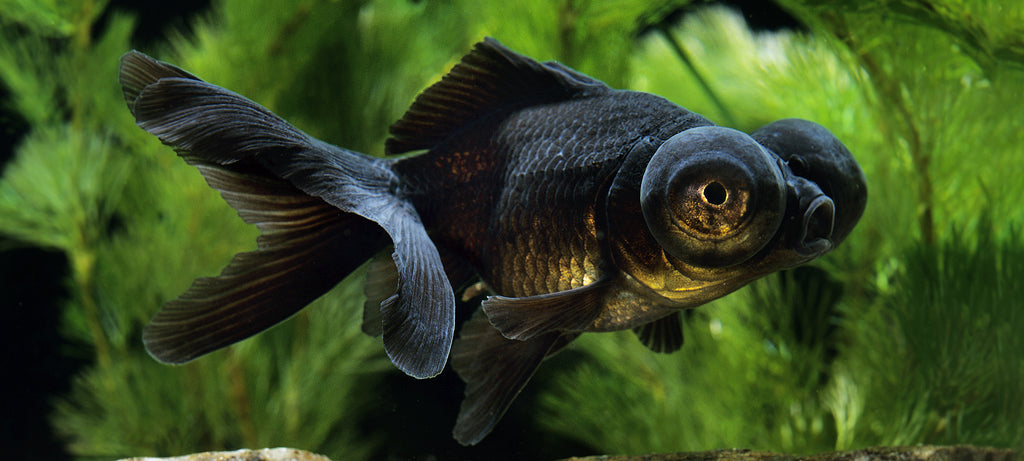 Ispupčenje oka kod teleskopa