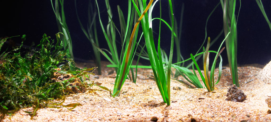 Kvarcni pesak u akvarijumu