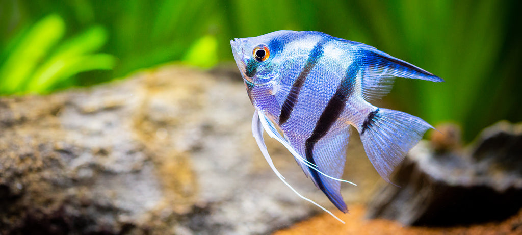 Mladi skalar pljuje hranu