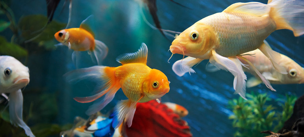 Naseljavanje akvarijuma