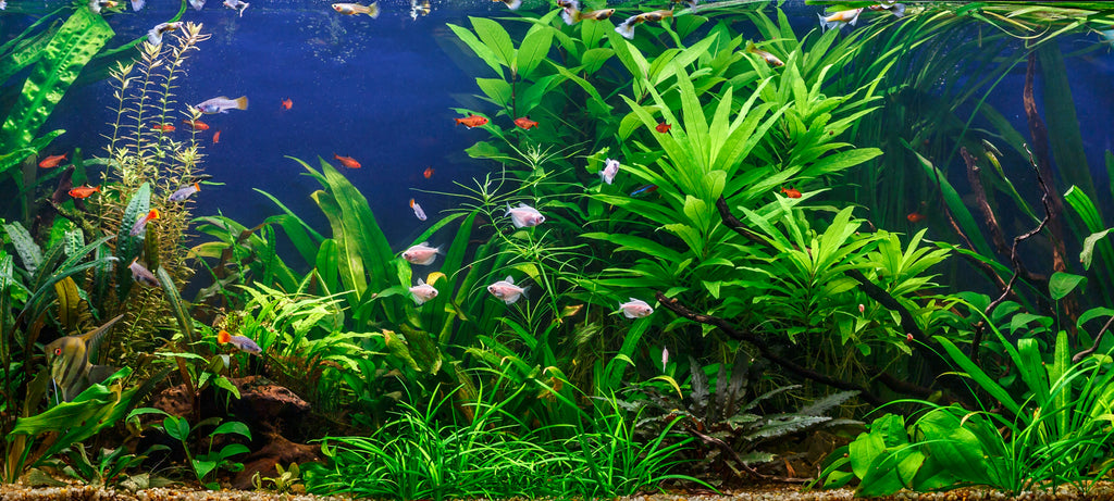 Neugodan miris akvarijuma