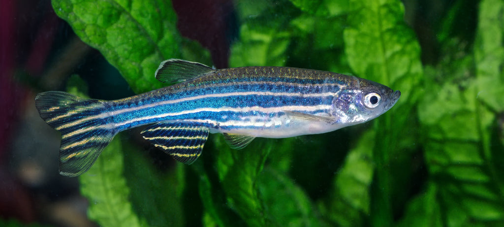Prepoznavanje pola zebra (Danio rerio)