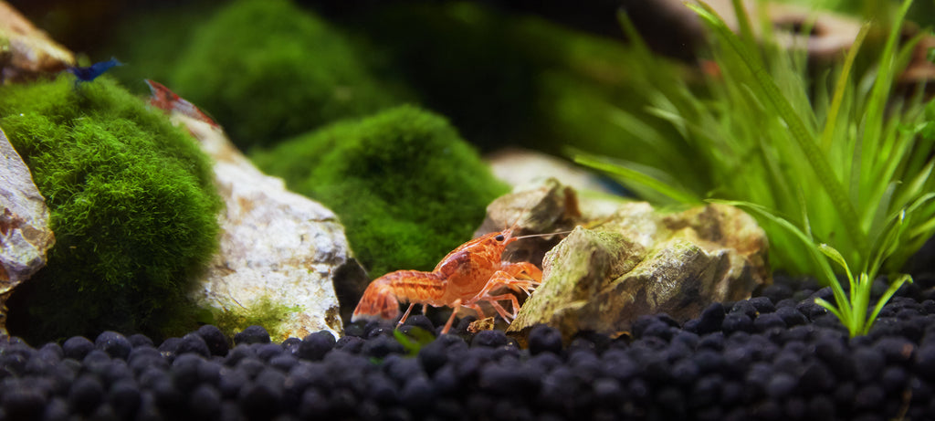 Presvlačenje narančastog raka