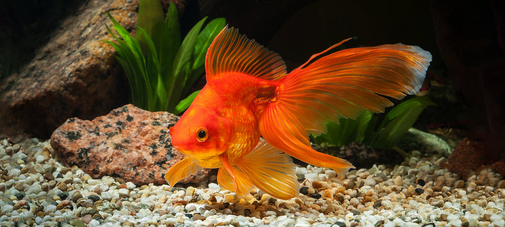 Promena boje kod zlatne ribice