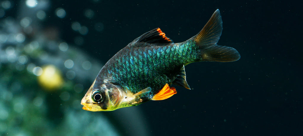 Zeleni barbus (Puntius tetrazona)