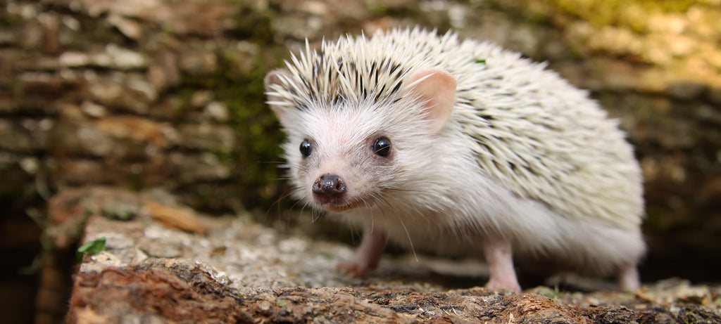 Bela gusta pena na ustima afričkog patuljastog ježa