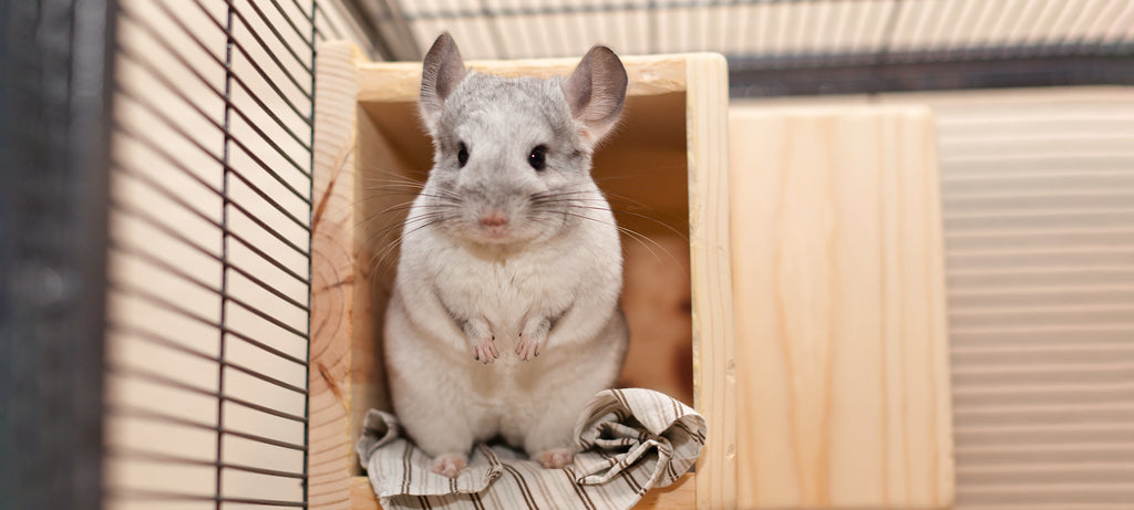 Činčila spava u neobičnoj pozi