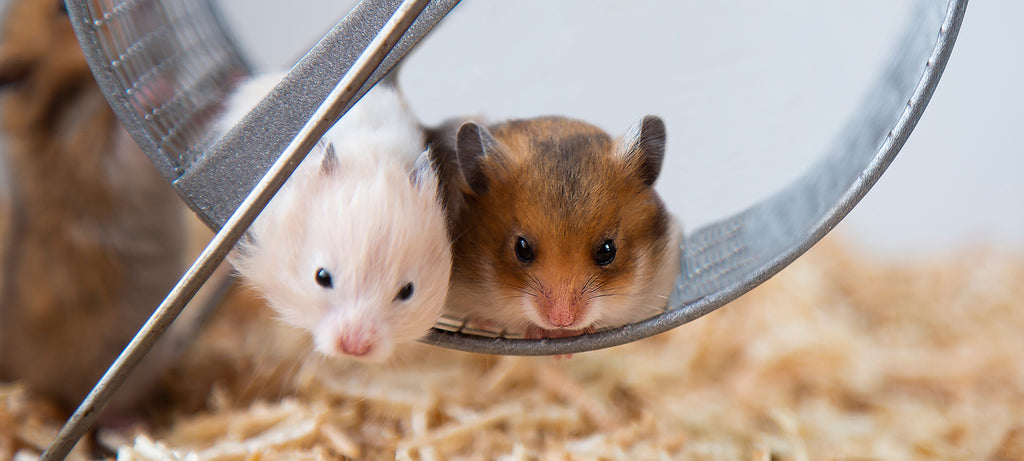 Da li dva hrčka mogu da žive u istom kavezu?