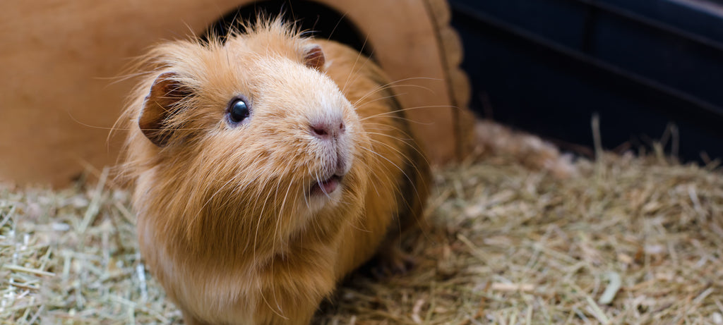 Gubitak apetita i apatija morskih svinja