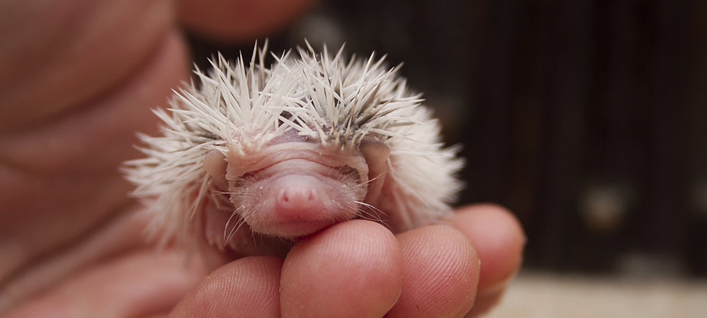 Hranjenje pronađenog mladog ježa