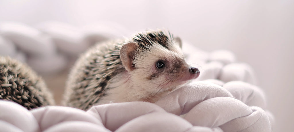 Izraslina na oku ježa