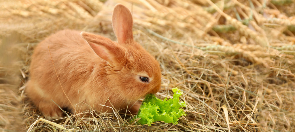 Kelj u ishrani zečeva