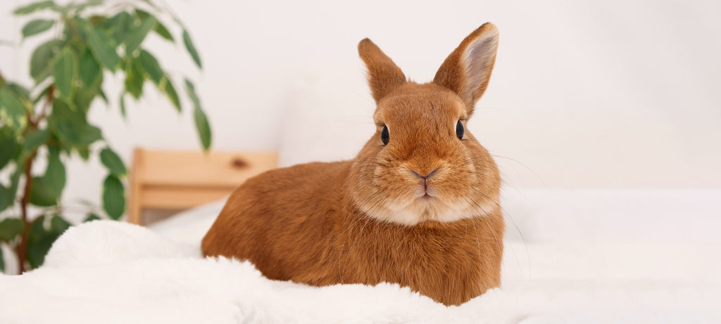 Kvrga ispod zečjeg vrata