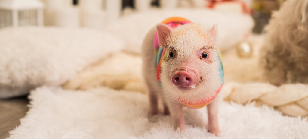 Mini svinje - veličina i težina