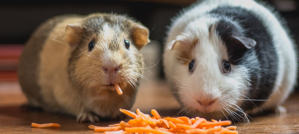 Morsko prase - detaljan opis ishrane