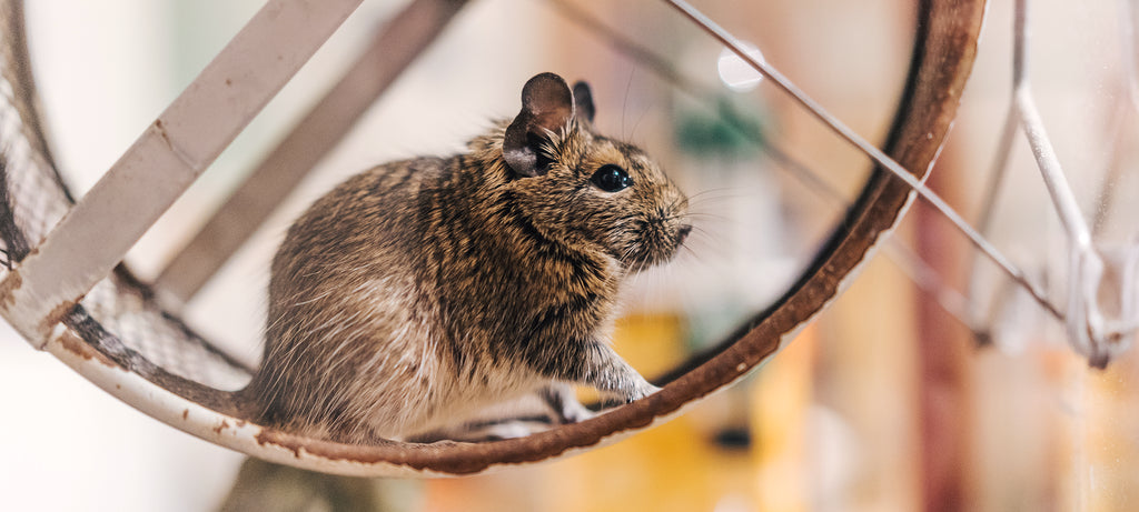Promene u kosi i nedostatak dlaka na repu degu
