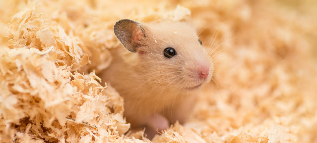 Rana na njuškici hrčka