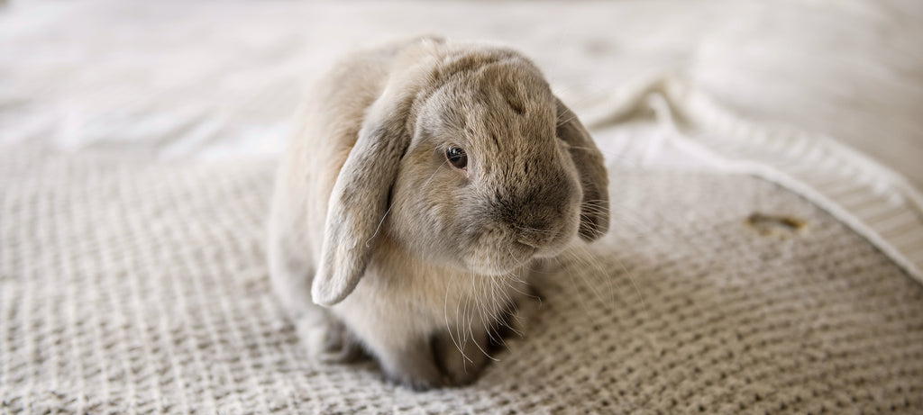 Zec se trese i ne može da ustane