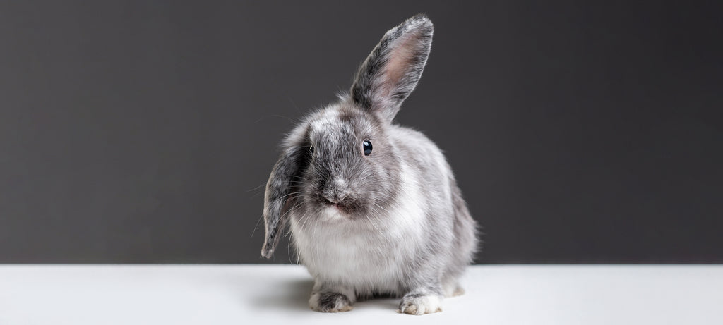 Zecu mi je palo uvo, da li je to normalno?