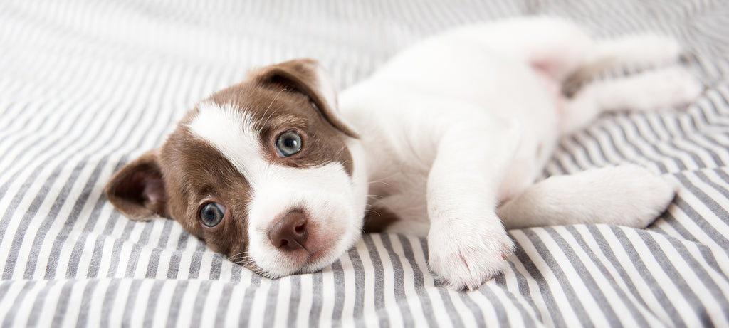 Hidrocefalus i gubitak vida kod šteneta