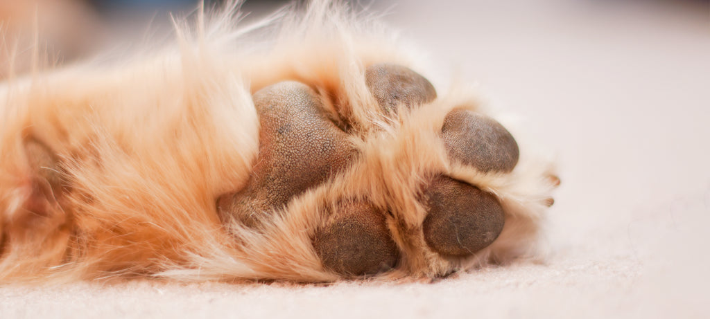 Izraslina na šapi psa