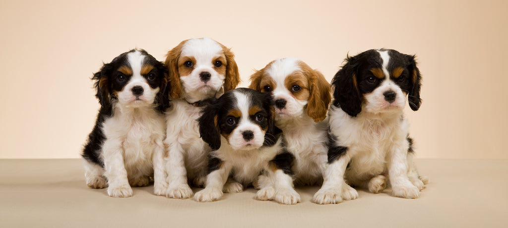 Kako brinuti za sitnije i naizgled zaostalo štene u leglu