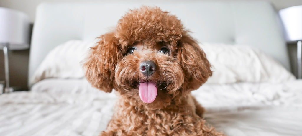 Lažna trudnoća i sterilizacija kuje