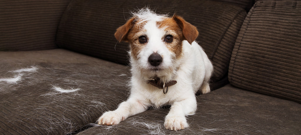 Obilno opadanje dlake psa nakon lečenja od trovanja