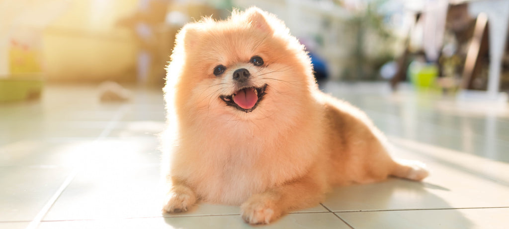 Odabir hrane za kučku sa alergijskim problemom i sklonu debljanju