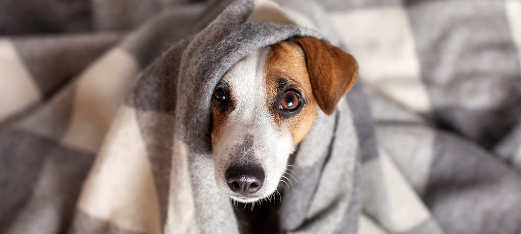 Pad imuniteta i zarazni kašalj