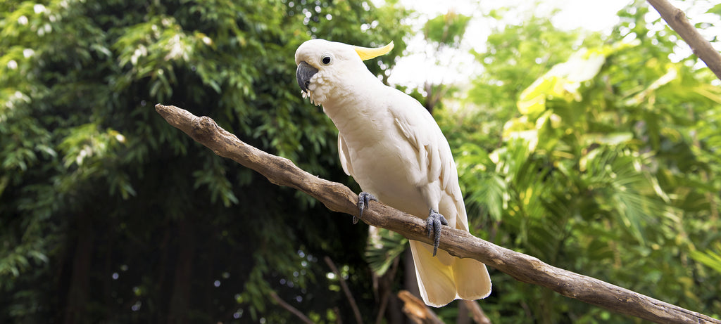 Izraslina (kvrga) na koži pored krila ptice