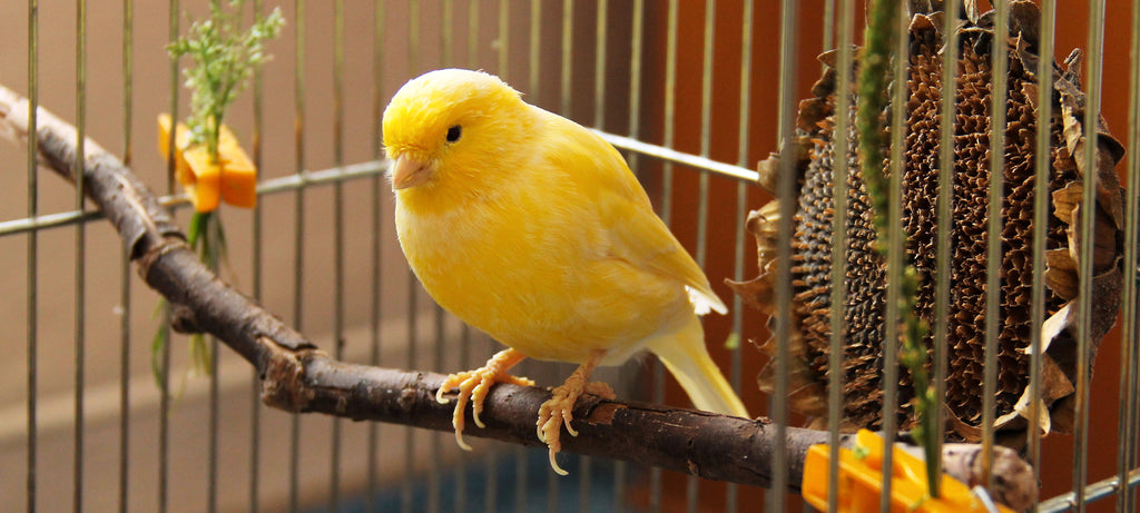 Kretanje sa starijim kanarincem