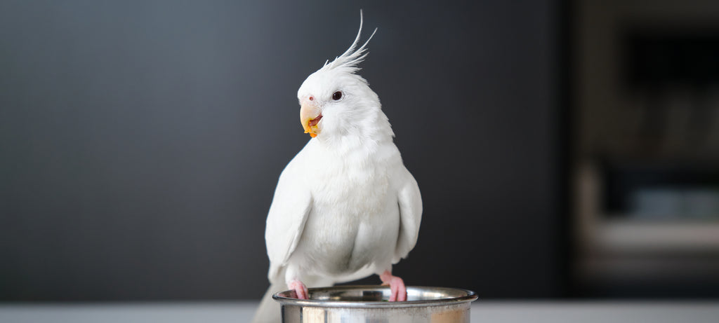 Kuvano žumance i ljuska jajeta u ishrani ptica