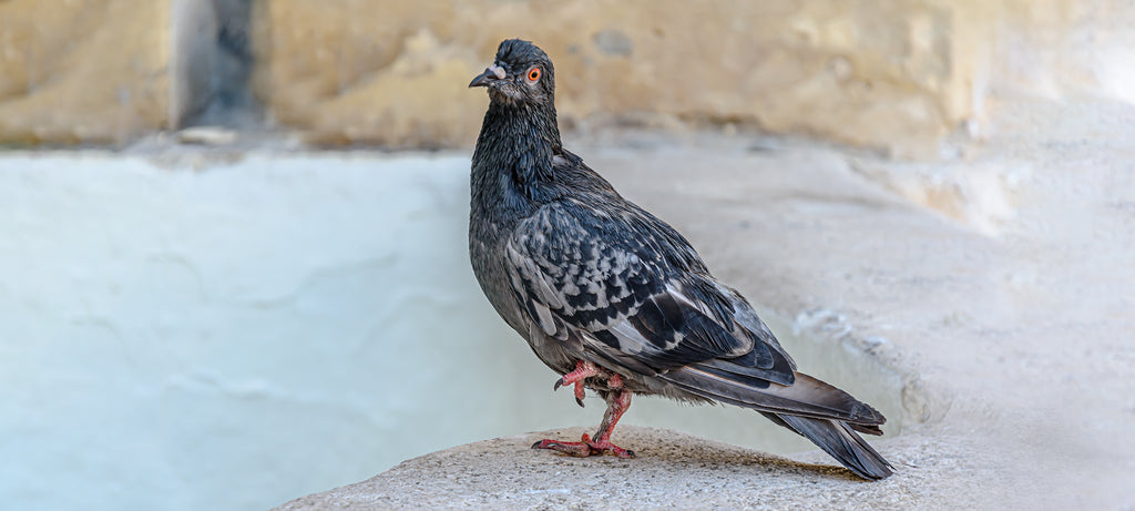 Lečenje preloma nogu kod ptica