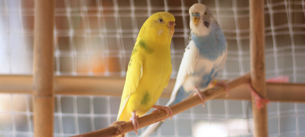 Nabavka još jedne ptice za društvo usamljenih škampa