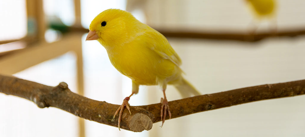Neobični zvukovi i dahtanje kanrinca