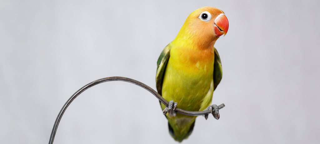 Otečeno perje i problemi sa gutanjem