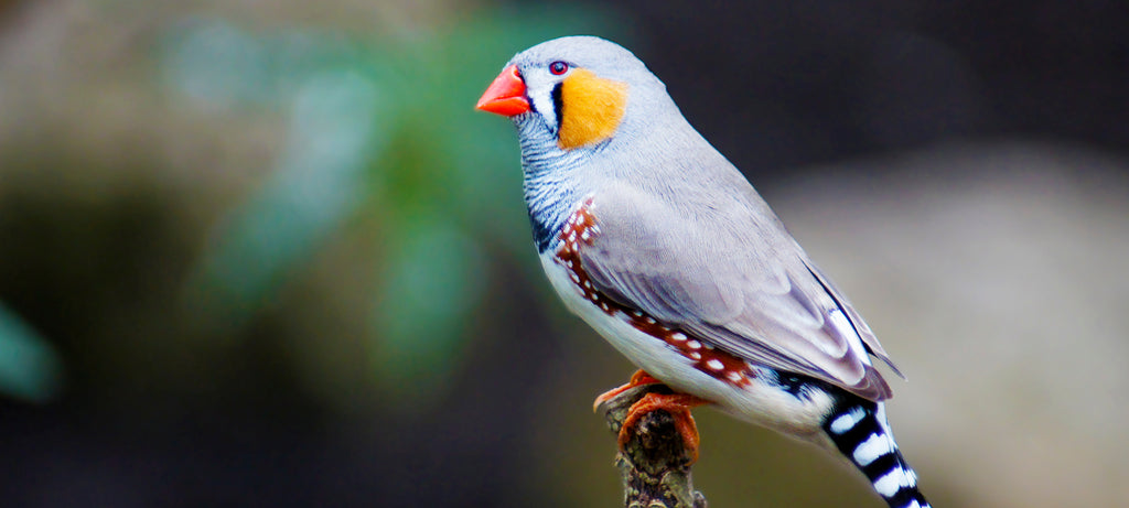 Povređena noga australijske zebe