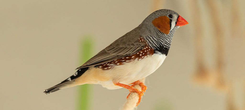 Puštanje i vraćanje zeba u kavez