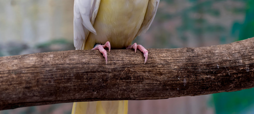Rupe u ptičjim nogama