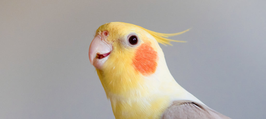 Uzdužna crna linija na kljunu nimfe