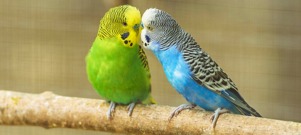 Uzroci izleganja jaja