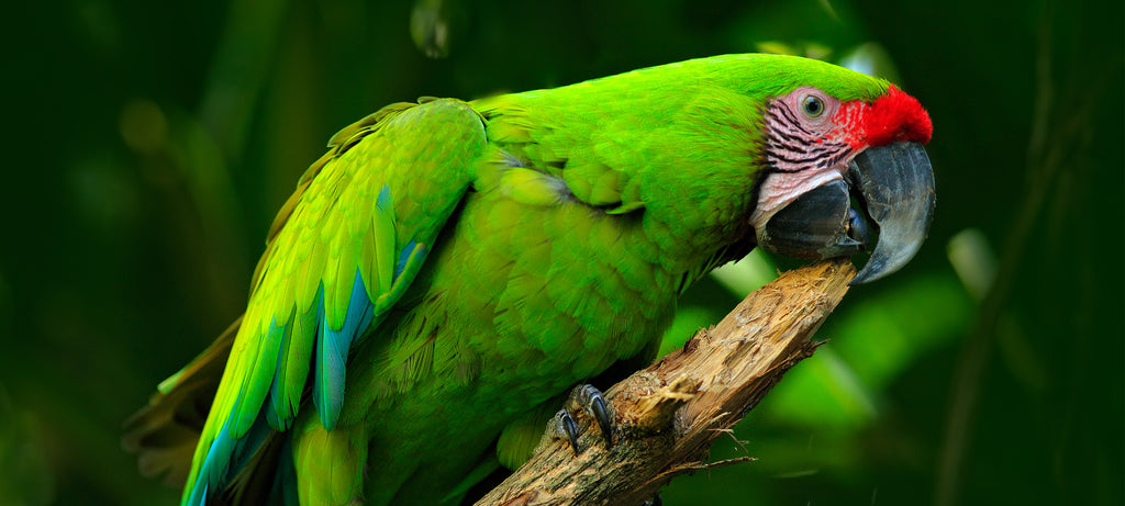 Uzroci povraćanja i regurgitacije