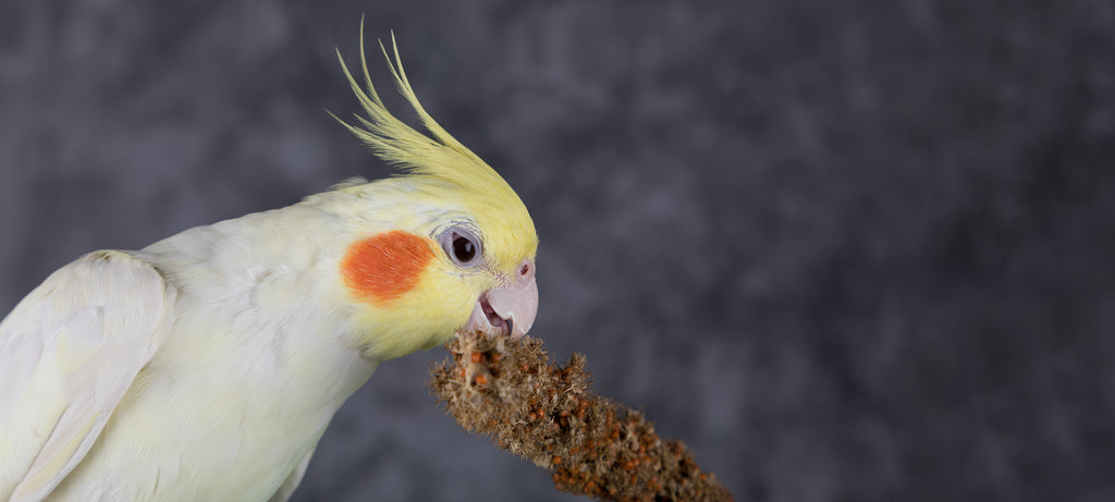 Veliki apetiti mlade nimfe