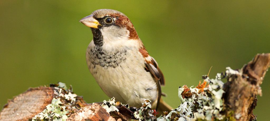 Vrabac kao kućni ljubimac