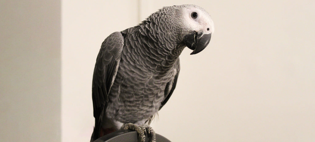 Žako slučajno iščupao kandžu