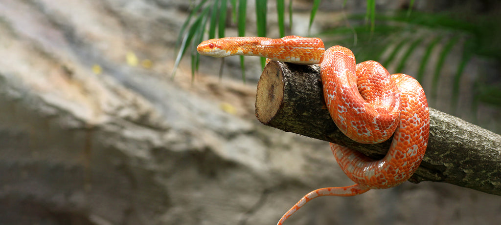 Dodaci vitamina u ishrani zmija