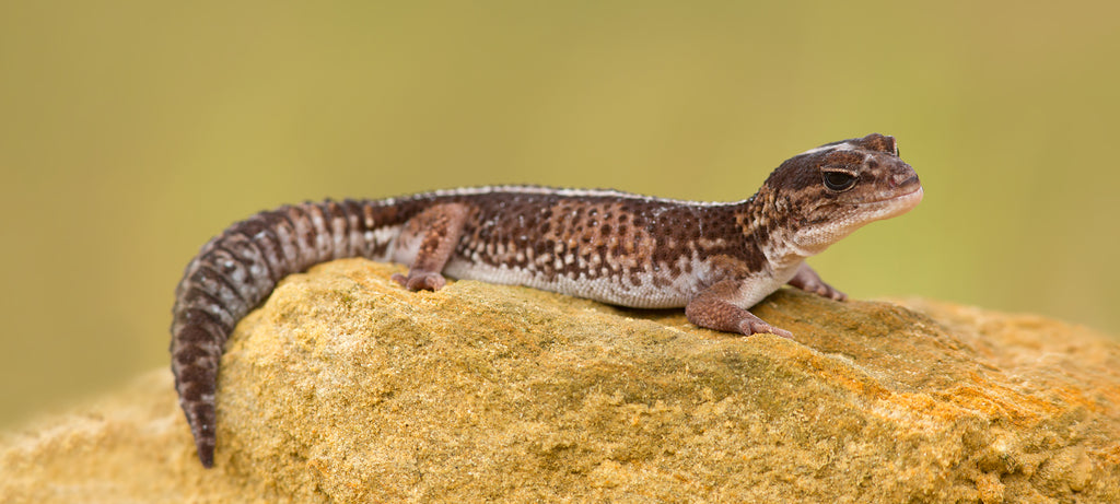 Hranjenje debelog repnog gekona
